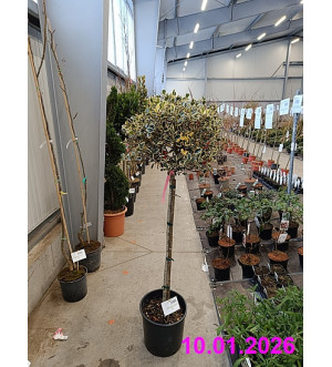 Ilex aquif. 'Variegatum' C 18 L
